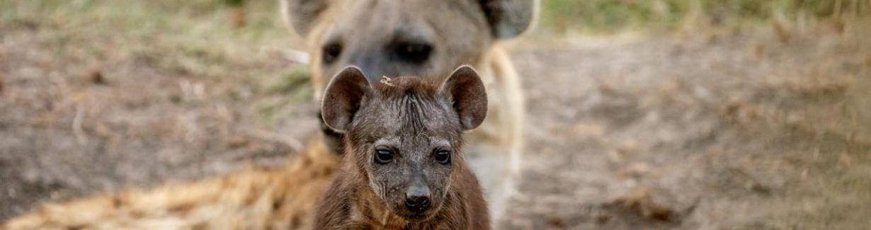 斑点鬣狗社群中继承自母亲并传递给后代的社会网络对鬣狗的生命与存活至关重要