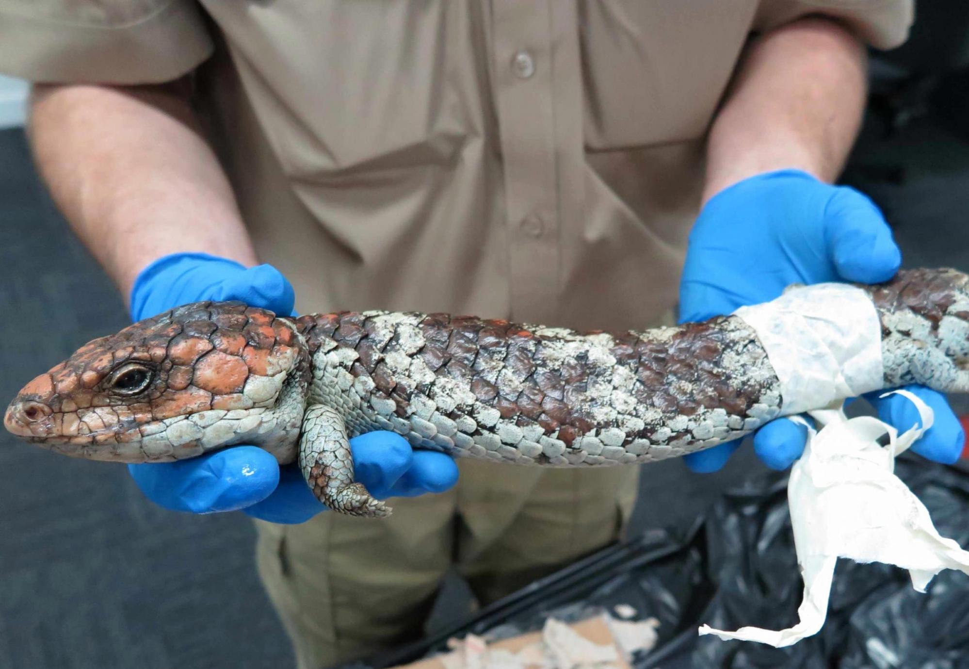 研究人员调查著名的澳大利亚蜥蜴shingleback的非法贸易程度