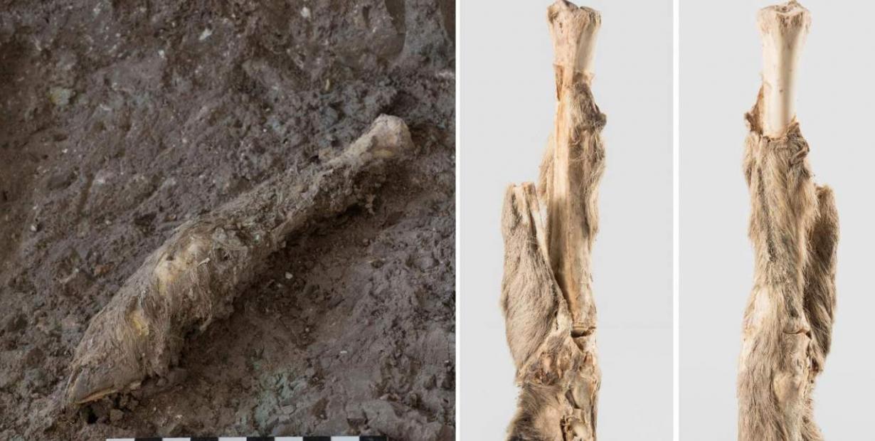 科学家从伊朗古代盐矿中发现的1600年前羊腿木乃伊中提取DNA
