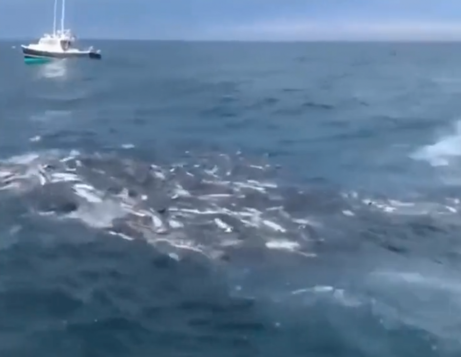 南海数头鲸鱼用超声波将鱼弄晕后进行捕食
