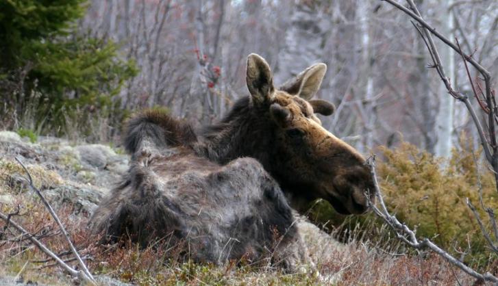 研究发现关于罗亚尔岛国家公园的狼和驼鹿的新见解