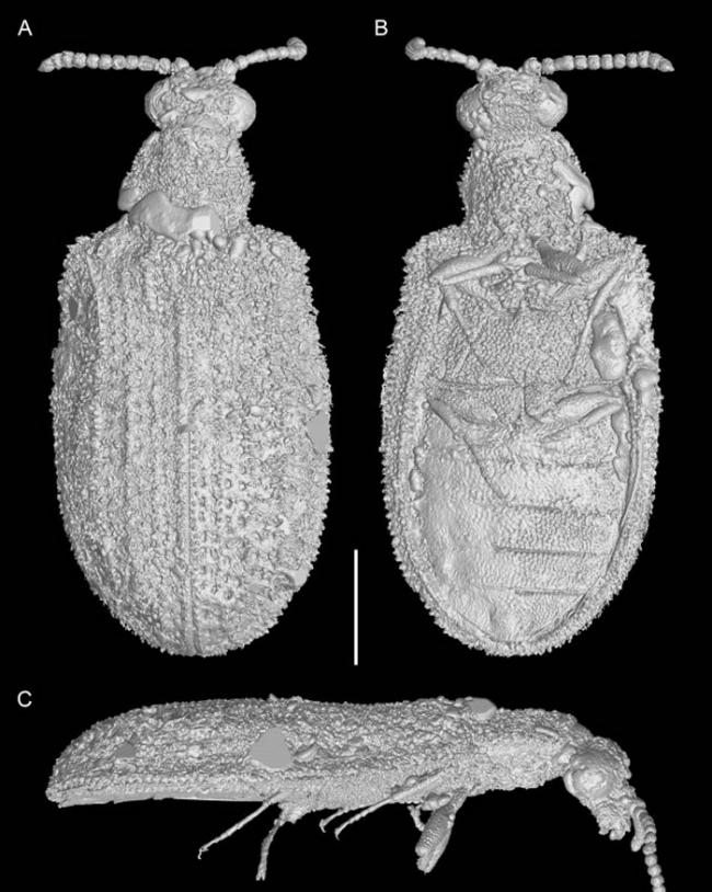 《动物学论丛》：在缅甸琥珀中发现1亿年前甲虫“木乃伊化”肌肉