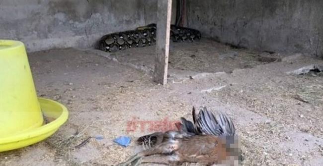 泰国春武里府班邦县4公尺大蟒蛇一口气吃了养鸡场8只名种斗鸡
