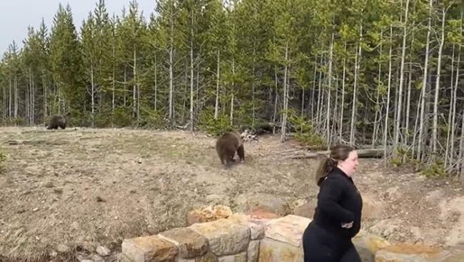 美国女子到黄石国家公园旅游不顾警告下车近距离拍摄熊妈妈带着两只小熊的画面
