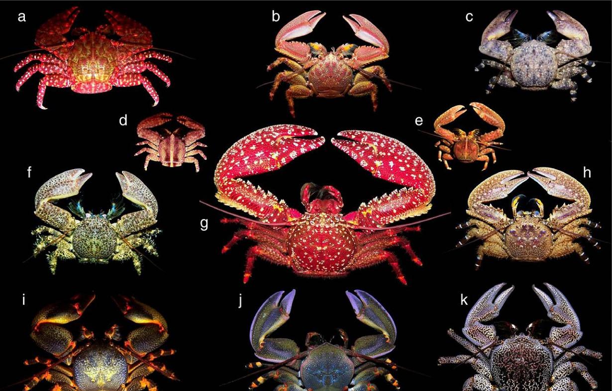 外星生命是否有可能具有像螃蟹一样的形态？
