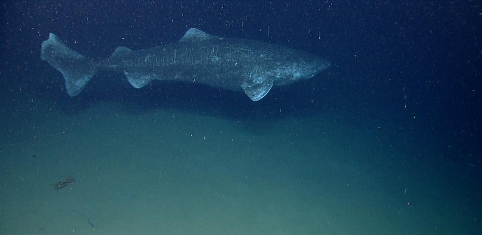 格陵兰鲨