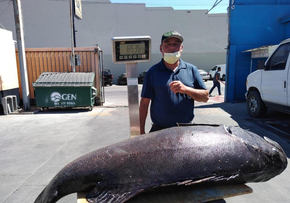 巨型海鲈未能进入濒危物种目录