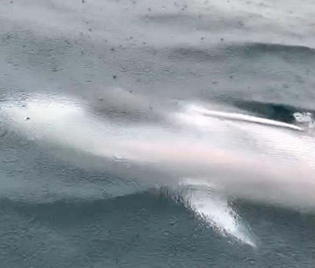 “热带须鲸”首次出现在台湾基隆海域 为北部海域目击稀有海洋生物纪录再添一笔资料