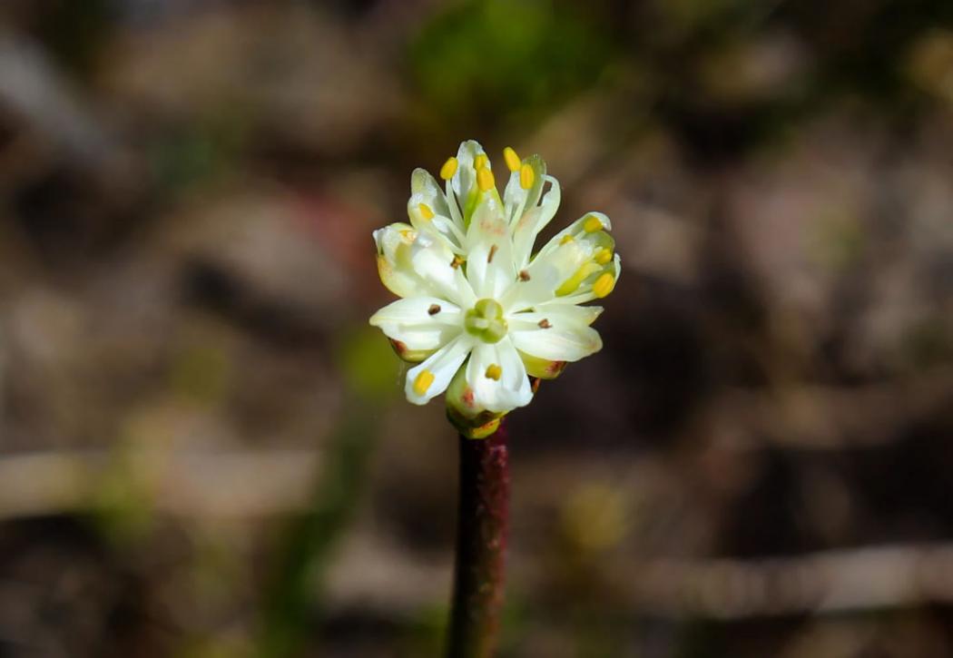 北美西部发现一种新的食肉植物――Triantha occidentalis