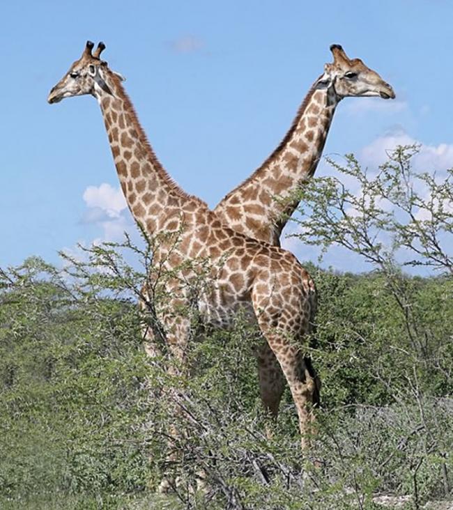 长颈鹿如何解决一个每年导致数百万人死亡的问题――高血压？