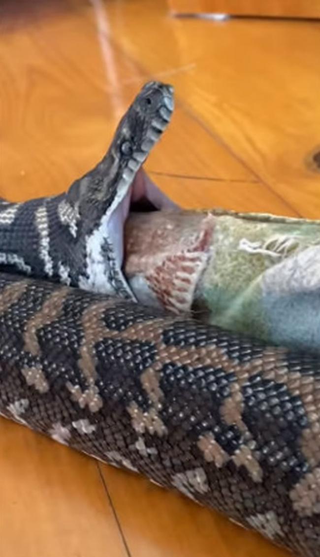 澳洲阳光海岸一处民宅遭蟒蛇入侵 竟咬住地毯吞进去