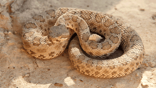 《Current Biology》：响尾蛇会随着潜在威胁的临近而增加发出响动的频率