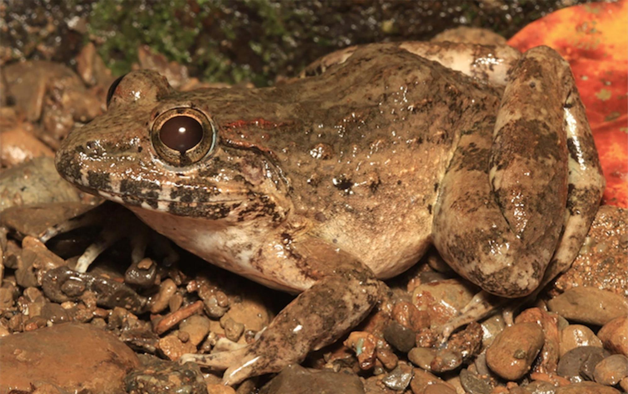 菲律宾发现尖牙蛙新物种Limnonectes beloncioi