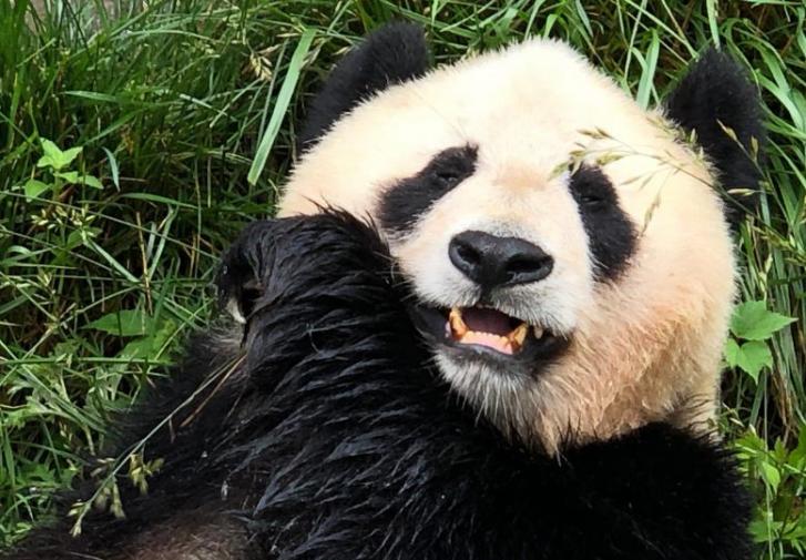 大熊猫的饮食偏好对其牙齿和颌骨的进化产生了重大影响