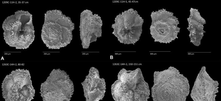 贝壳化石帮助地质学家重建古新世-始新世极热事件（PETM）期间的地球气候