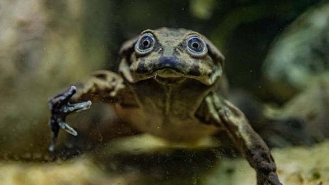 「的的喀喀湖蛙」（Telmatobius culeus）皮肤松弛且充满皱褶，因此获得「阴囊蛙」（Scrotum Frog）的称号。（图／翻摄英国切斯特动物园）