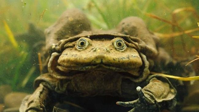 「的的喀喀湖蛙」（Telmatobius culeus）皮肤松弛且充满皱褶，因此获得「阴囊蛙」（Scrotum Frog）的称号。（图／翻摄英国切斯特动物园）