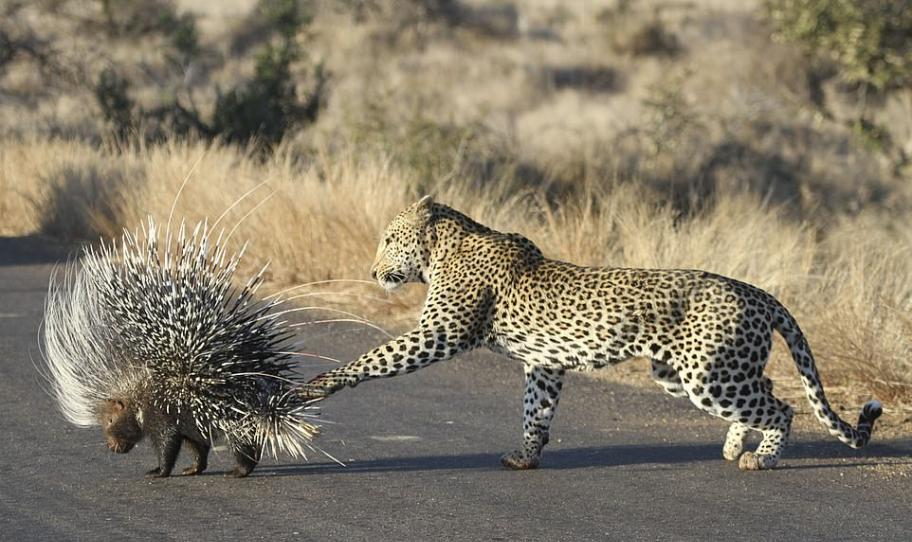 南非克留格尔国家公园饥饿非洲豹攻击豪猪想吃掉它 最后失败离开