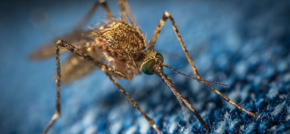 俄罗斯生物学家称中国辐射灭蚊法安全有效 但可能造成负面后果