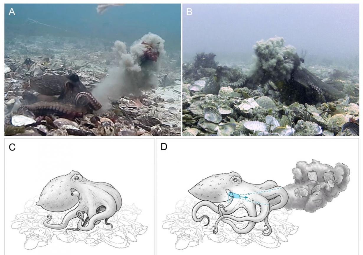 母章鱼为抵抗公章鱼“意图性侵” 会从海底捡起淤泥、贝壳或藻类丢向对方