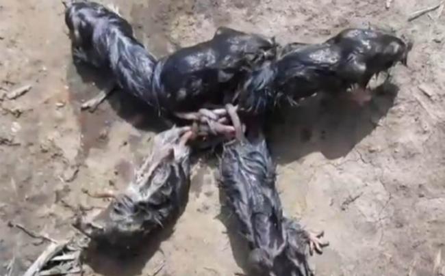 “鼠王”现象？俄罗斯男子在淹水的西瓜田里发现5只尾巴纠缠在一起的幼鼠
