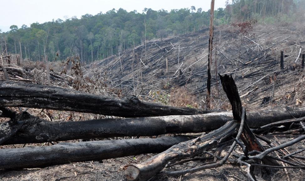 到2019年，每年森林流损总量的42%发生在高海拔地区，森林流损范围的边界以每年大约15公尺的速度往上移动。照片来源：Donald Bason／USAID FA