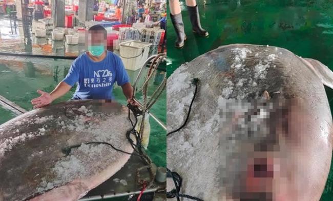 台湾嘉义县渔民在东石乡外海意外捕捉到重达180公斤的翻车鱼（曼波鱼）