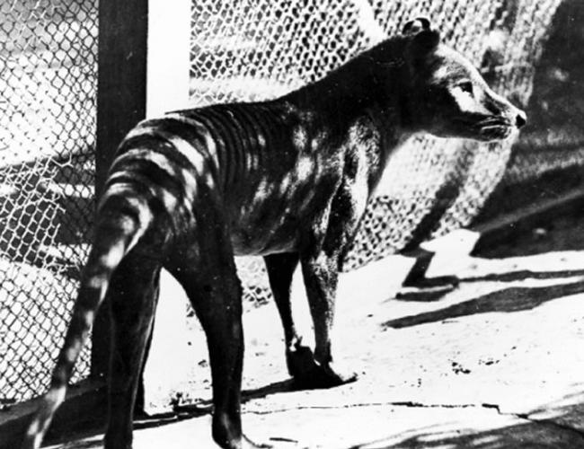 世界上最后一只袋狼Thylacine生前真面目彩色影像首度曝光