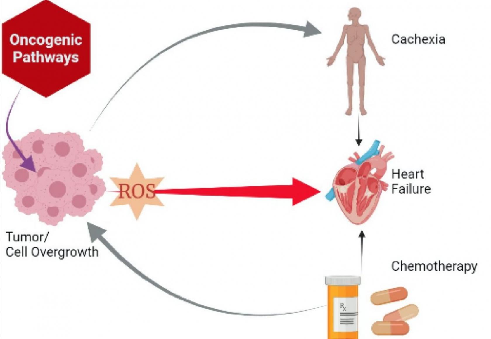 谷胱甘肽(GSH)、维生素E和CoQ10可以逆转癌症造成的心脏损伤