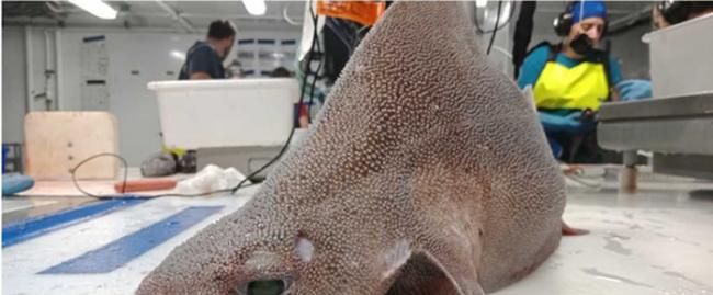 意大利海军捞到“海怪”尸体 专家：是极为罕见的尖背角鲨