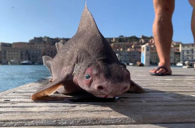 意大利海军捞到“海怪”尸体 专家：是极为罕见的尖背角鲨