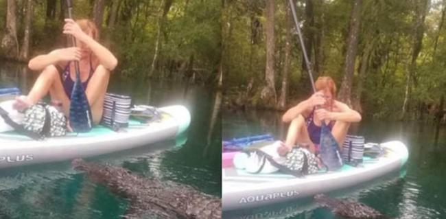 美国佛罗里达州女子在河里划船遇到巨大鳄鱼靠近
