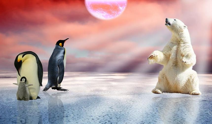 企鹅可能是外星生物？粪便中发现在金星自然存在的化学物质