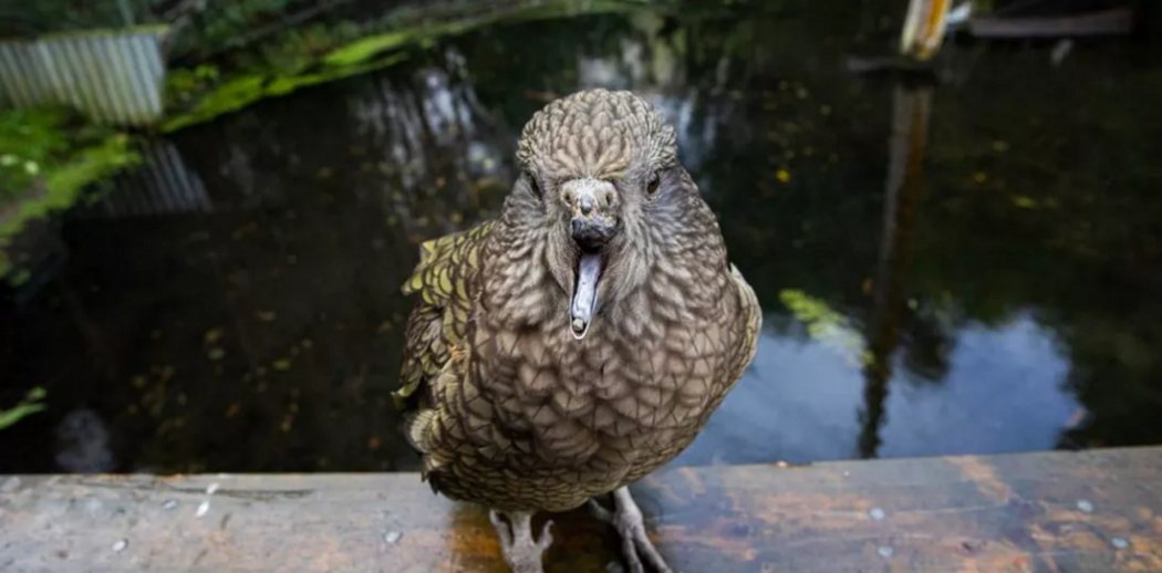 新西兰克赖斯特彻奇的柳岸野生动物保护区残疾鹦鹉Bruce利用鹅卵石为自己美容
